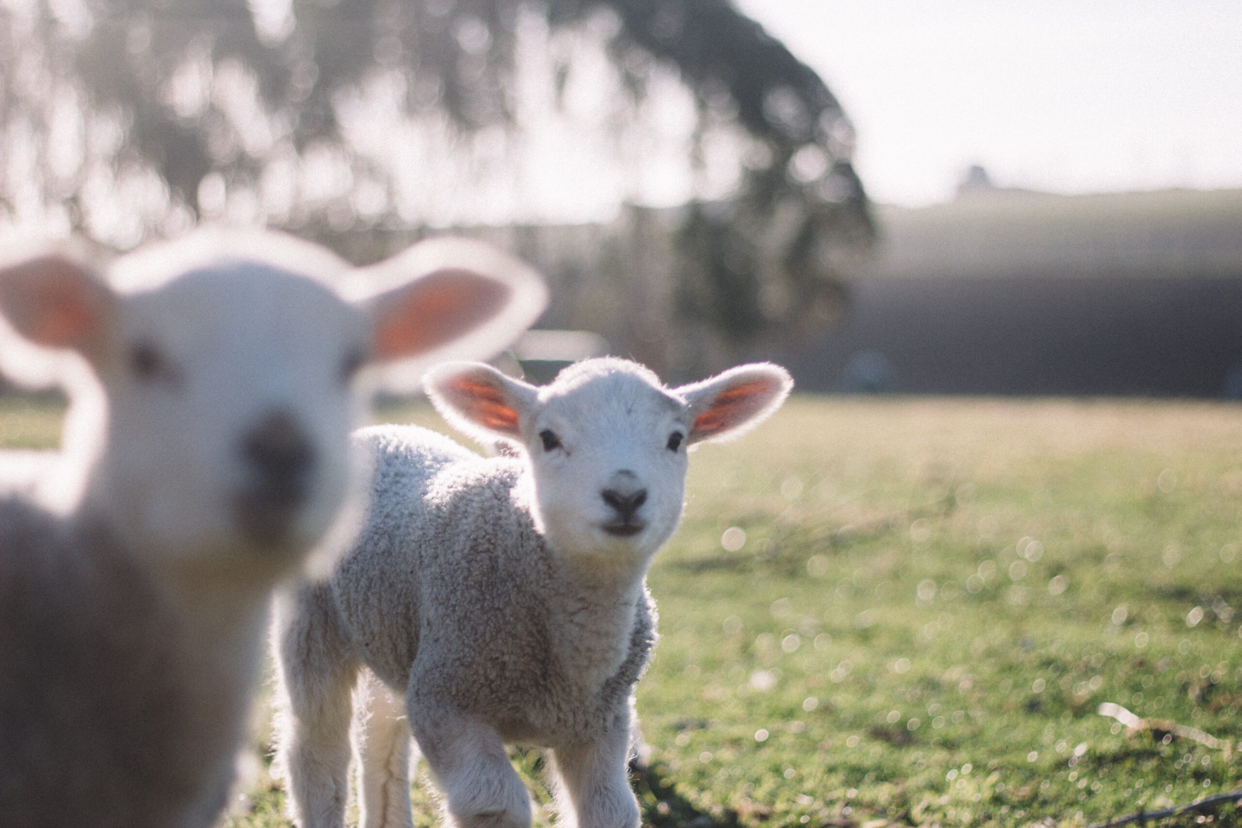 two lambs in a field